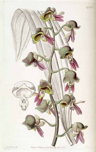 Catasetum discolor by Miss Drake